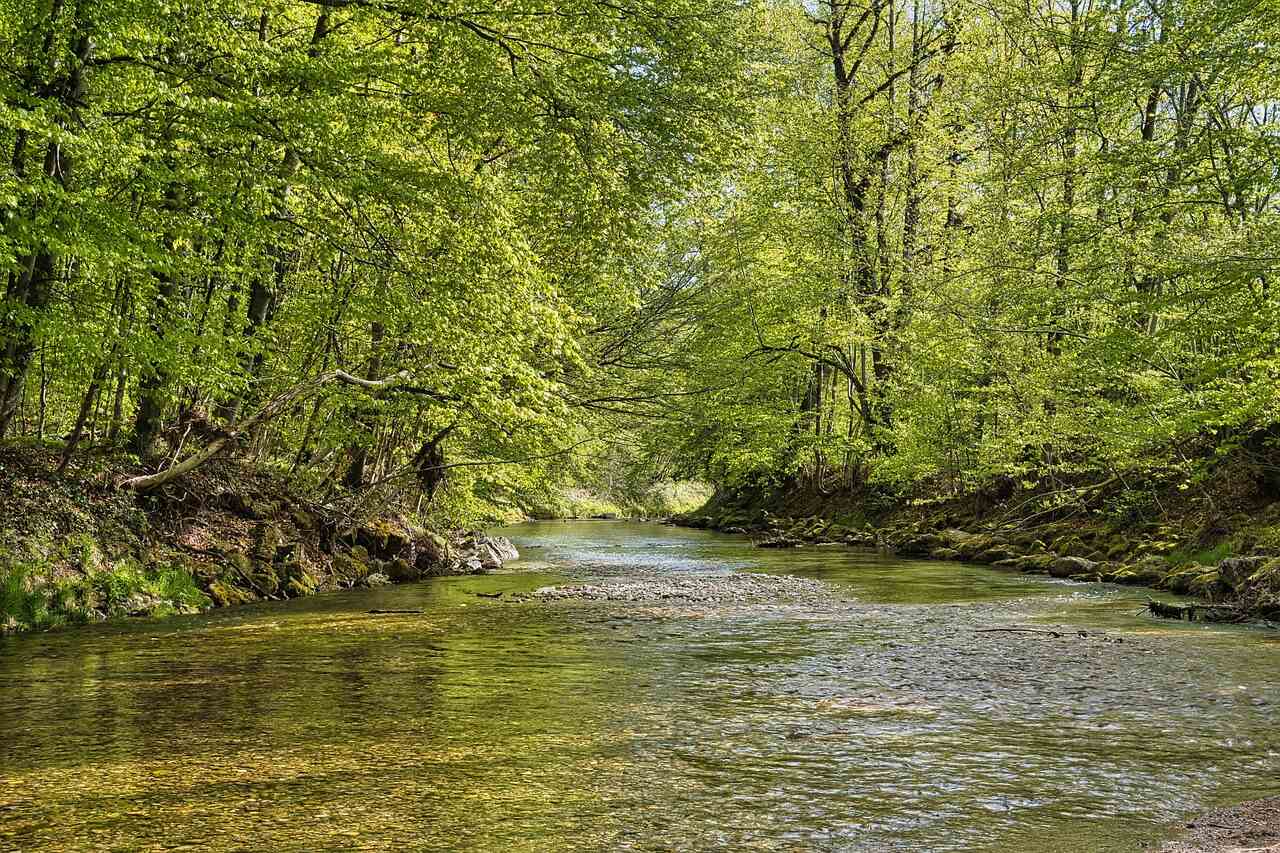 Un cours d'eau paisible traversant une forêt